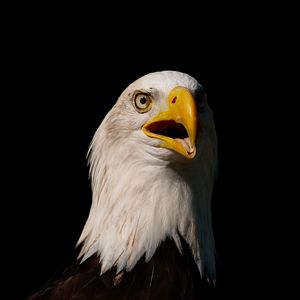 Preview wallpaper eagle, bird, glance, beak, predator