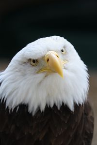 Preview wallpaper eagle, bird, glance, predator