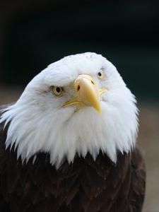 Preview wallpaper eagle, bird, glance, predator