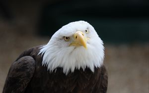Preview wallpaper eagle, bird, glance, predator