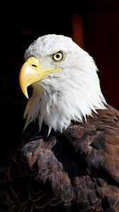 Preview wallpaper eagle, bird, glance, beak, watching
