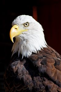 Preview wallpaper eagle, bird, glance, beak, watching