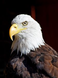Preview wallpaper eagle, bird, glance, beak, watching