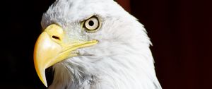 Preview wallpaper eagle, bird, glance, beak, watching