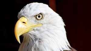 Preview wallpaper eagle, bird, glance, beak, watching