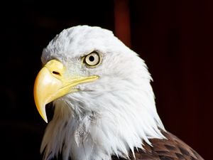 Preview wallpaper eagle, bird, glance, beak, watching