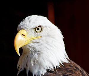 Preview wallpaper eagle, bird, glance, beak, watching