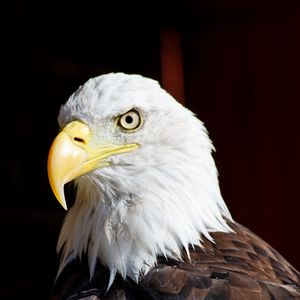 Preview wallpaper eagle, bird, glance, beak, watching