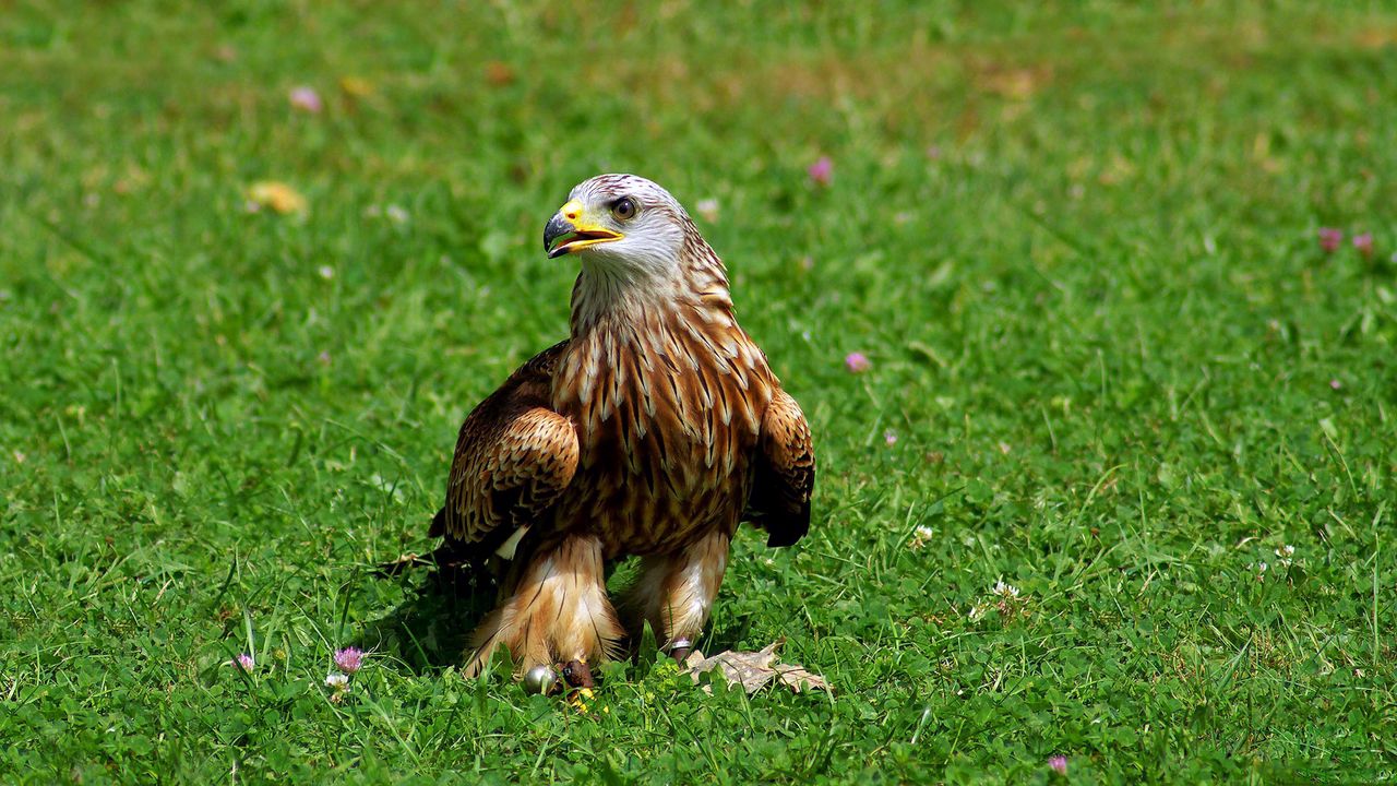 Wallpaper eagle, bird, grass, predator
