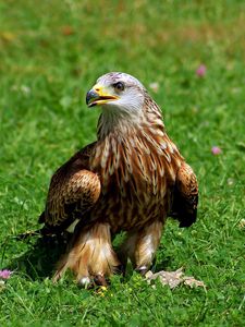 Preview wallpaper eagle, bird, grass, predator