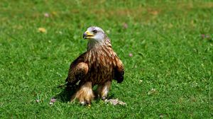 Preview wallpaper eagle, bird, grass, predator