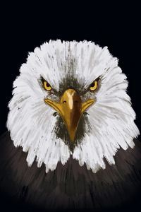 Preview wallpaper eagle, bird, head, art