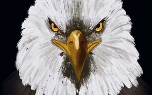 Preview wallpaper eagle, bird, head, art