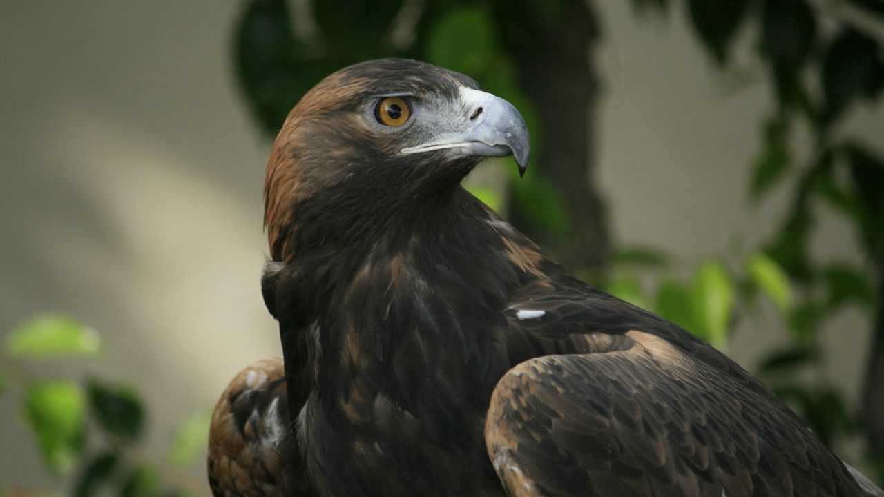 Wallpaper eagle, bird, head, beak