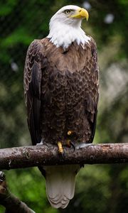 Preview wallpaper eagle, bird, log, claws