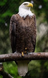 Preview wallpaper eagle, bird, log, claws