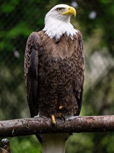 Preview wallpaper eagle, bird, log, claws