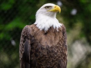 Preview wallpaper eagle, bird, log, claws