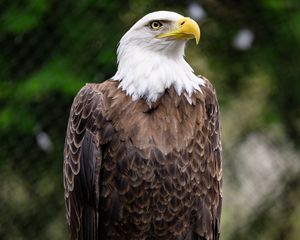 Preview wallpaper eagle, bird, log, claws