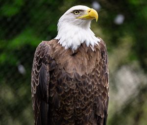 Preview wallpaper eagle, bird, log, claws