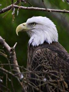 Preview wallpaper eagle, bird, predator, wildlife, branches