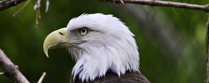 Preview wallpaper eagle, bird, predator, wildlife, branches