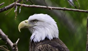 Preview wallpaper eagle, bird, predator, wildlife, branches