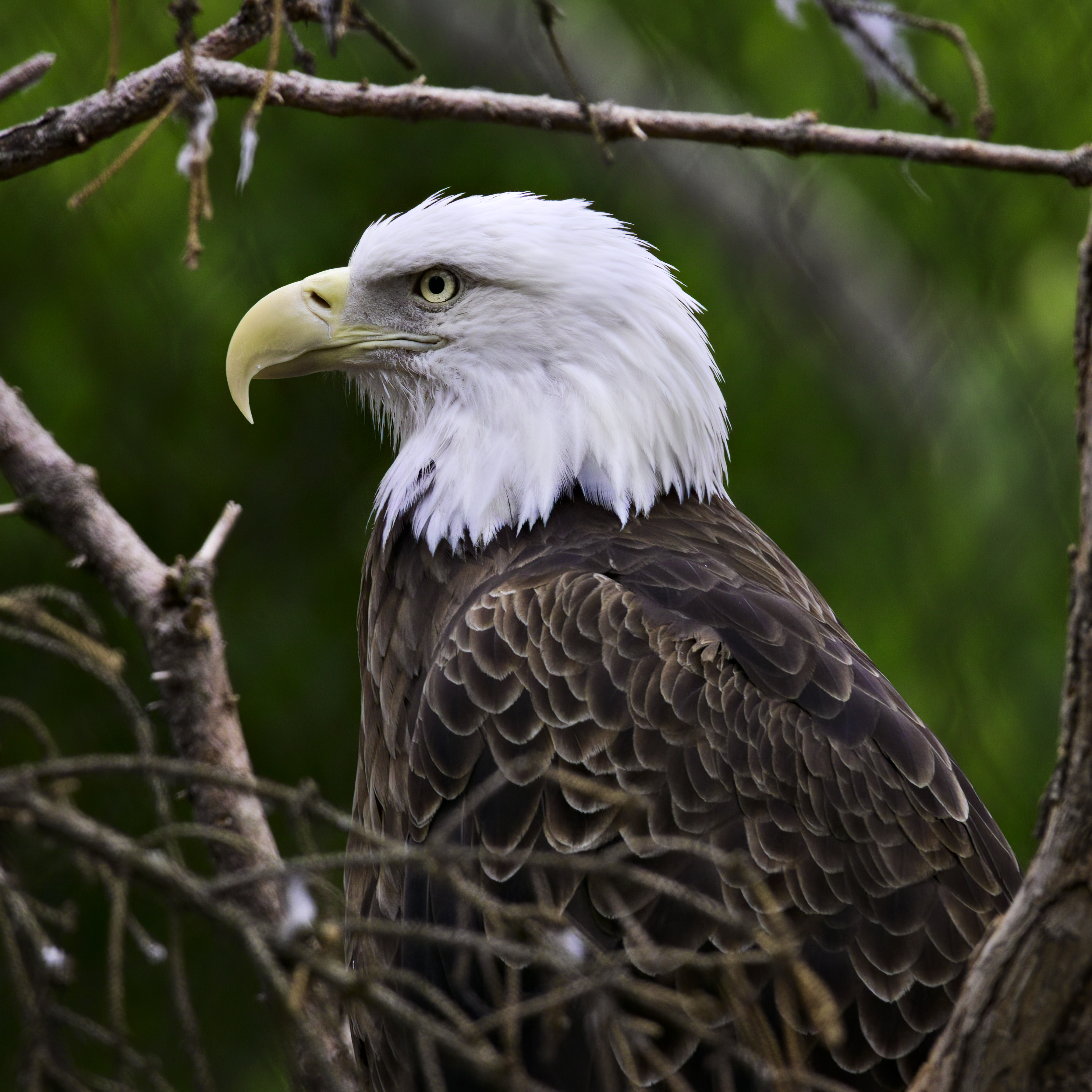 Download wallpaper 3584x3584 eagle, bird, predator, wildlife, branches ...