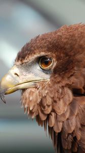 Preview wallpaper eagle, bird, predator, beak