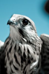 Preview wallpaper eagle, bird, predator, beak