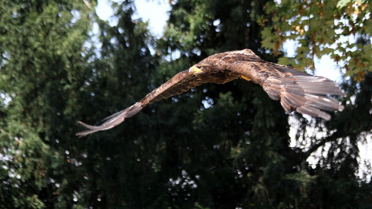 Wallpaper eagle, bird, predator, flapping, flight