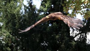 Preview wallpaper eagle, bird, predator, flapping, flight