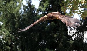 Preview wallpaper eagle, bird, predator, flapping, flight