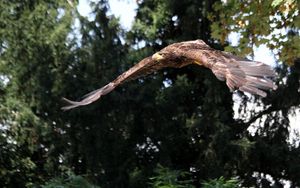 Preview wallpaper eagle, bird, predator, flapping, flight
