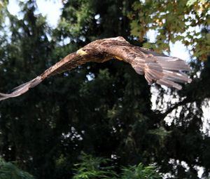 Preview wallpaper eagle, bird, predator, flapping, flight