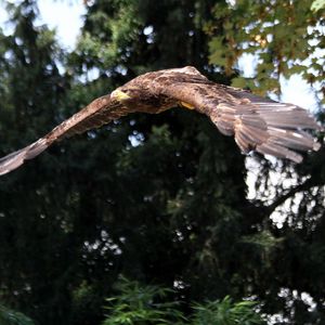 Preview wallpaper eagle, bird, predator, flapping, flight