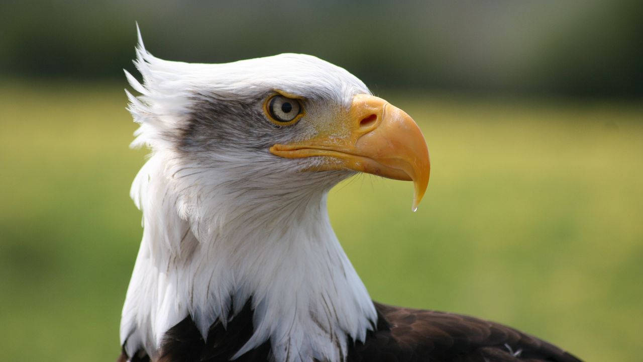 Wallpaper eagle, bird, predator, beak