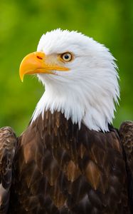 Preview wallpaper eagle, bird, predator, view, beak, profile