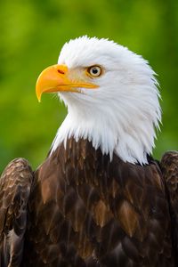 Preview wallpaper eagle, bird, predator, view, beak, profile