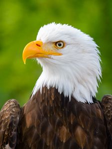 Preview wallpaper eagle, bird, predator, view, beak, profile