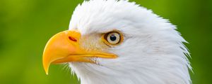 Preview wallpaper eagle, bird, predator, view, beak, profile