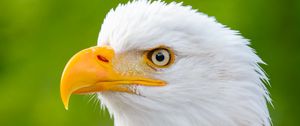 Preview wallpaper eagle, bird, predator, view, beak, profile