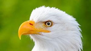 Preview wallpaper eagle, bird, predator, view, beak, profile