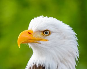 Preview wallpaper eagle, bird, predator, view, beak, profile