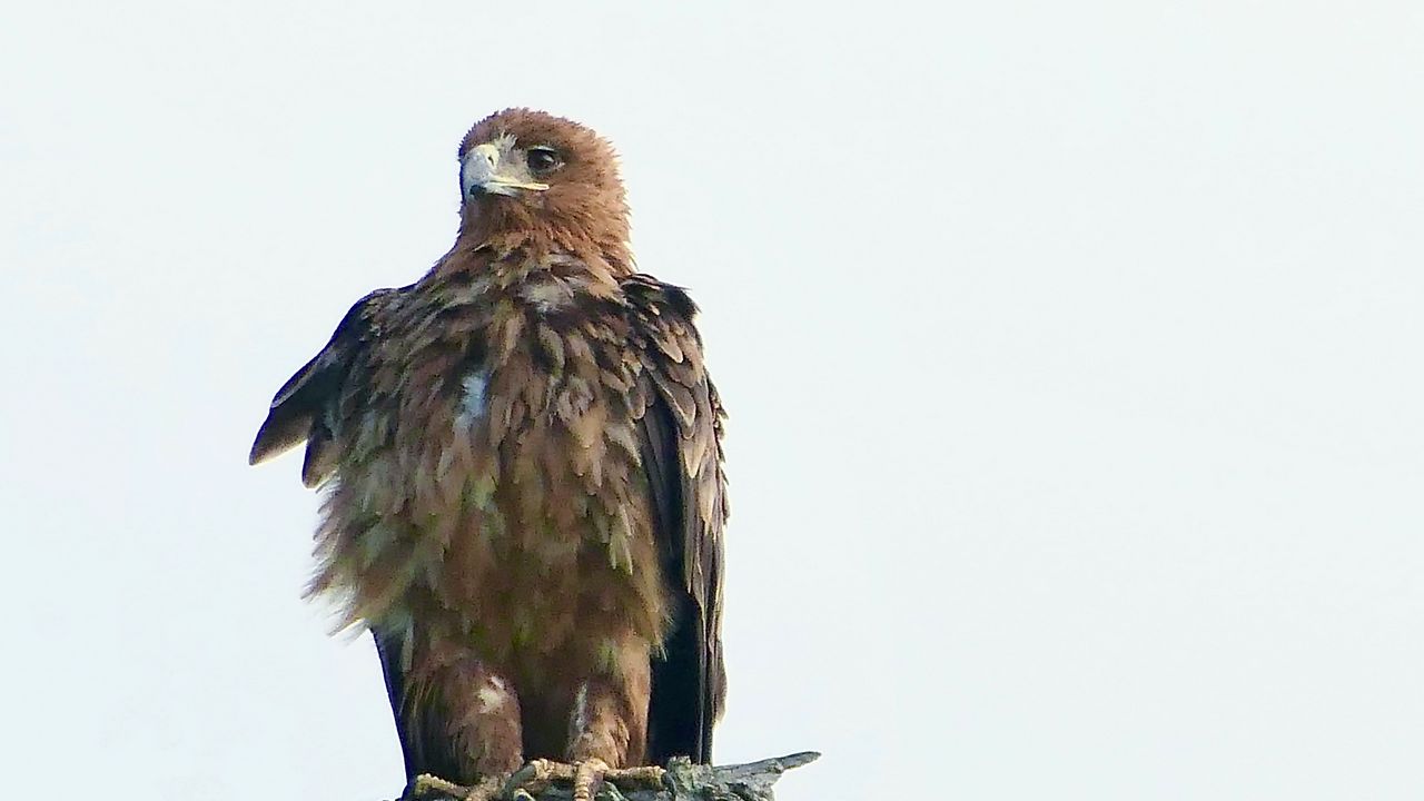 Wallpaper eagle, bird, predator, branch, feathers