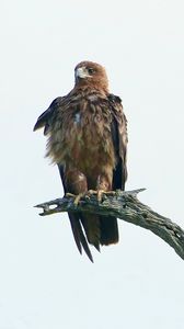 Preview wallpaper eagle, bird, predator, branch, feathers