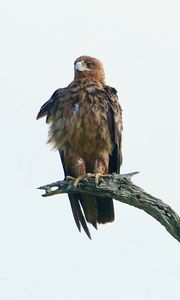 Preview wallpaper eagle, bird, predator, branch, feathers