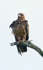 Preview wallpaper eagle, bird, predator, branch, feathers