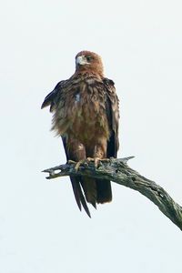 Preview wallpaper eagle, bird, predator, branch, feathers