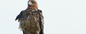 Preview wallpaper eagle, bird, predator, branch, feathers